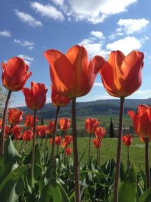 blühende Tulpen