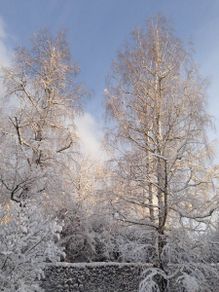 schneebedeckte Birken